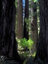 Big Tree Wayside in Redwoods National Park, Northern California Royalty Free Stock Photo