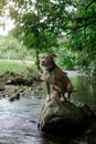 Imposing dog posing Royalty Free Stock Photo