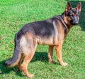 An imposing German Shepherd Royalty Free Stock Photo