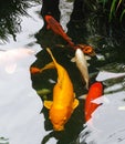 Large golden koi glides past several multi-colored companions Royalty Free Stock Photo