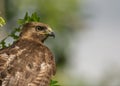 Red-tailed Hawk close up