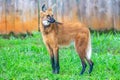 The imposing Maned Wolf (Chrysocyon brachyurus) in natural environment, selective focus and closeup Royalty Free Stock Photo