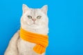 An imposing white cat sitting in an orange knitted scarf on a blue background.