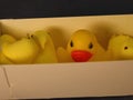 Imposter peep. Rubber ducky