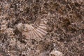 Impregnated shell in sandstone Royalty Free Stock Photo