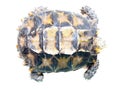 Impressed tortoise Royalty Free Stock Photo