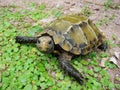 Impressed tortoise Royalty Free Stock Photo