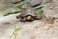 Impressed tortoise Royalty Free Stock Photo
