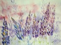 Impression of blueish lupines