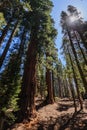 Giant Sequoia in the Sherman Grove Royalty Free Stock Photo