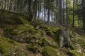 Hiking GR5 through the Vosges Royalty Free Stock Photo