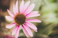 echinacea flower in pink and white color on green background in the morning