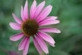 echinacea flower in pink and white color on green background