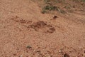 Lion spoor in soft sand in Kruger National Park