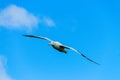 Wandering Albatross in Flight Royalty Free Stock Photo