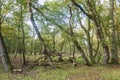 An impression of an open forest with deciduous trees in the Amsterdamse Waterleidingduinen with sawn and fallen branches between t