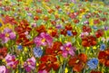Impressionism paint landscape flower meadow oil Royalty Free Stock Photo
