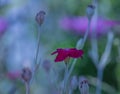 Impressionistic macro of a wide open purple red blooming crown campion on pastel colored natural background