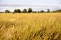 Impressionistic Country Field Landscape