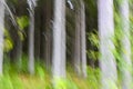 Impressionistic forest