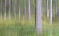 Impressionistic forest