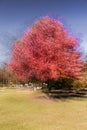 Impressionistic Red Tree, New England, multiple exposures, October 18, 2016