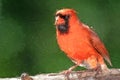 Impressionistic Style Artwork of an Alert Northern Cardinal Perched in a Tree