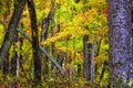 Impressionistic Style Artwork of Autumn Colors Hidden Deep in the Green Forest