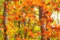 Impressionistic Style Artwork of Autumn Colors Hidden Deep in the Green Forest