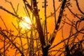 Impressionistic Style Artwork of a Barren Tree Branches Silhouetted in the Light of the Early Morning Sunrise Royalty Free Stock Photo