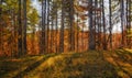 Impressionistic Style Artwork of Autumn Colors Hidden Deep in the Green Forest