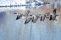 Impressionistic Style Artwork of Canada Geese Taking to Flight from a Winter Lake Royalty Free Stock Photo