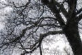 Impressionistic Style Artwork of Dark Ominous Silhouetted Tree on a Cold Overcast Morning