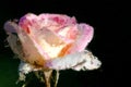 Impressionistic Style Artwork of a Delicate Pink Rose