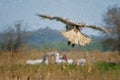 Impressionistic Style Artwork of a Young Red-Tailed Hawk Diving on its Prey Royalty Free Stock Photo