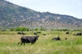 Impressionistic Style Artwork of Herd of Cattle Relaxing in the Soft Green Mountain Meadow