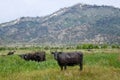 Impressionistic Style Artwork of Herd of Cattle Relaxing in the Soft Green Mountain Meadow