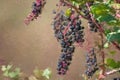 Impressionistic Style Artwork of Nature Abstract: Ripe Pokeberries in Autumn