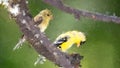 Impressionistic Style Artwork of a Pair of American Goldfinch Perched in a Tree Royalty Free Stock Photo