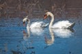 Impressionistic Style Artwork of a Pair of White Swans Swimming on the Water