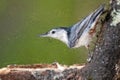 Impressionistic Style Artwork of the Profile of a White-Breasted Nuthatch Perched on a Weathered Tree Branch