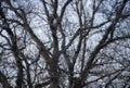 Impressionistic Style Artwork of the Silhouetted Limbs of a Winter Tree