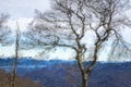 Impressionistic Style Artwork of the Silhouetted Limbs of a Winter Tree Royalty Free Stock Photo