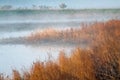 Impressionistic Style Artwork of the Tranquility of a Golden Autumn Morning in the Marsh Royalty Free Stock Photo