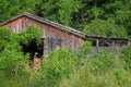 Impressionistic Style Artwork of a Weathered and Forgotten Barn Overgrown with Lush Green Foliage