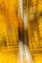 Impressionistic Yellow Tree, New England, multiple exposures, October 18, 2016