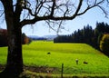 Large pasture with cattle and bare tree as a silhouette in the foreground