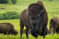Impressive American Bison Portrait On The Kansas Plains Royalty Free Stock Photo