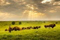 These impressive American Bison wander the Kansas Maxwell Prairie Preserve Royalty Free Stock Photo