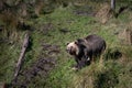 impressive bear in the Pyrenees in the Parc Animalier des Angles in Capcir Royalty Free Stock Photo